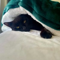 Photo of Remy