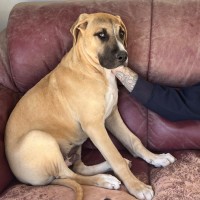 Photo of Rocco 