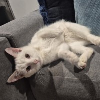 Photo of Coconut 