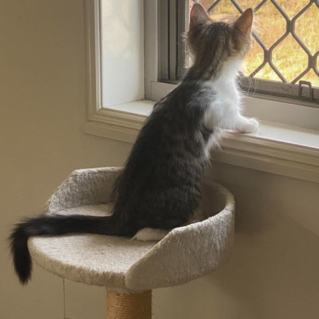 Photo of Sparrow