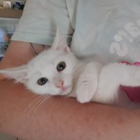 Photo of Norman