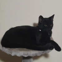 Photo of Cosmo