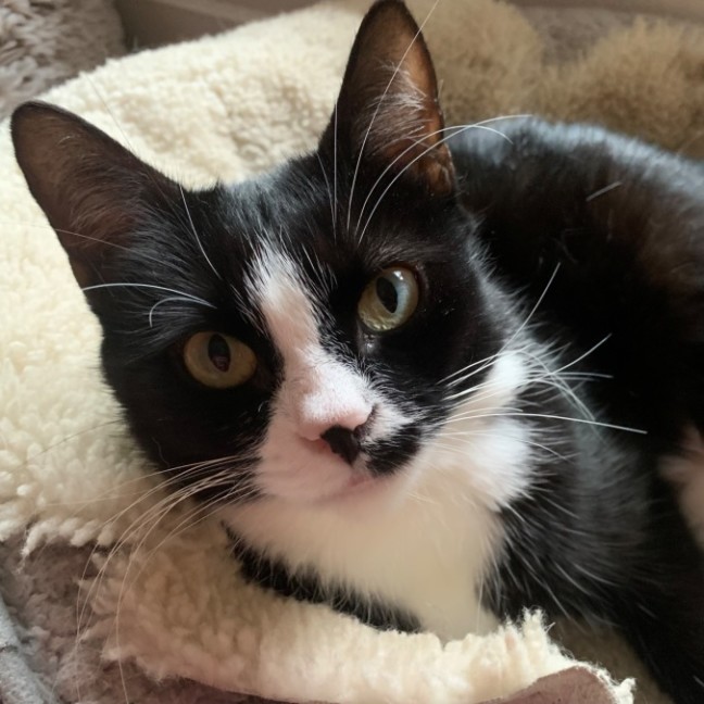 Photo of Buttons