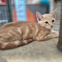 Photo of Chandelier **2nd Chance Cat Rescue**