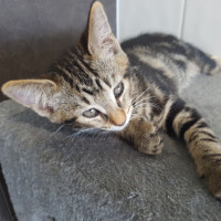 Photo of Fern