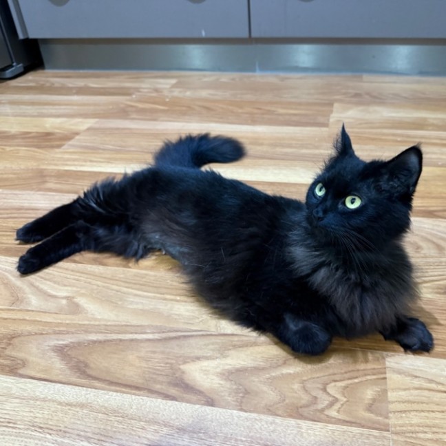 Photo of Morticia