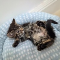 Photo of Tiger