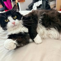 Photo of Sassy (Located In Carlton)
