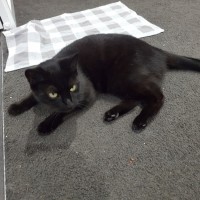 Photo of Gracie