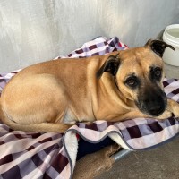 Photo of Tiger & Buster