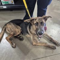 Photo of Scooby
