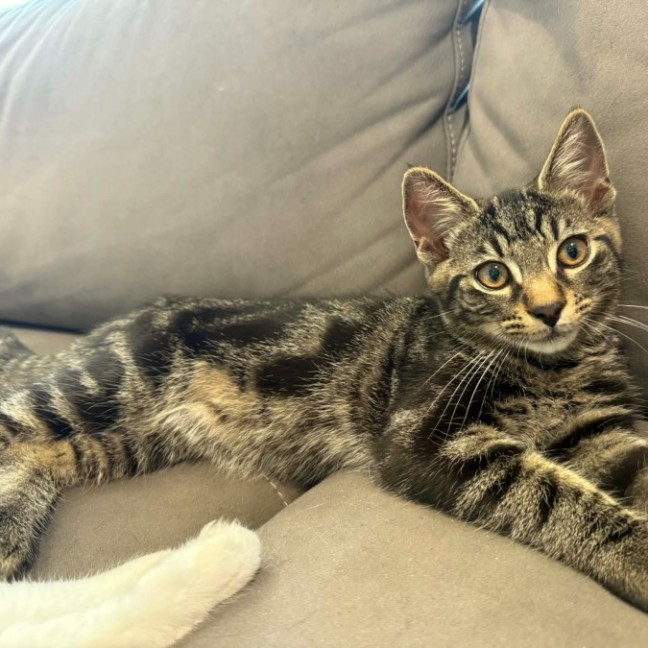 Photo of Pebbles *9 Lives Project Rescue*