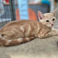 Photo of Bombora ** 2nd Chance Cat Rescue**