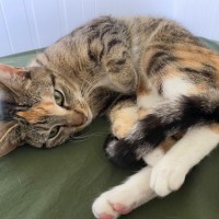 Photo of Ember