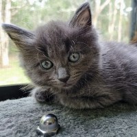 Photo of Sage