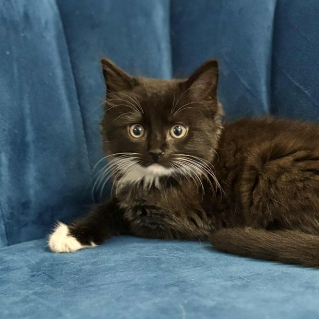 Photo of 🖤 Kash 🖤