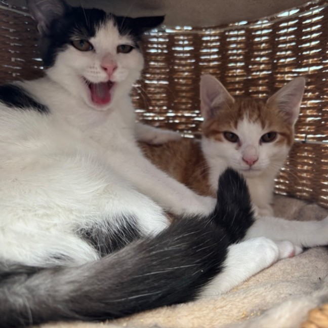 Photo of 🩶Apprentice And Arisaka🧡