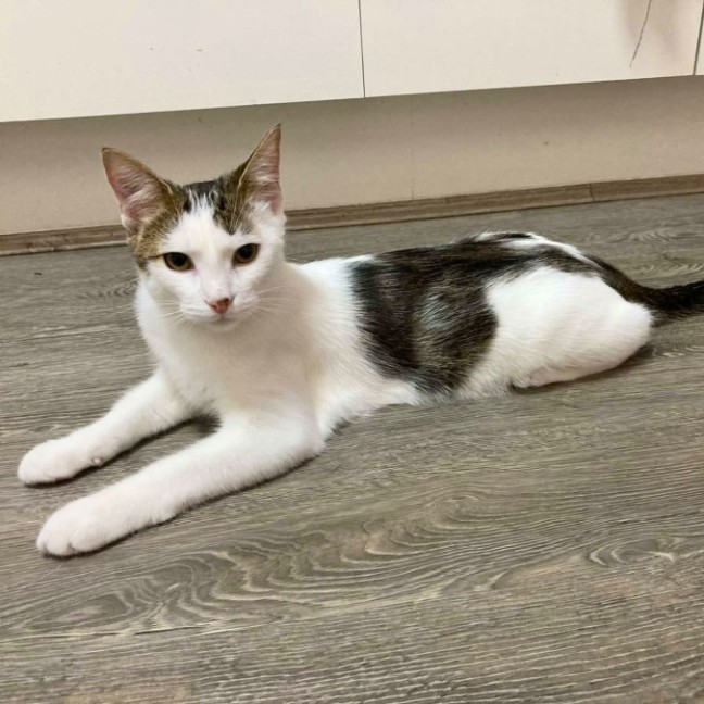 Photo of Snickers