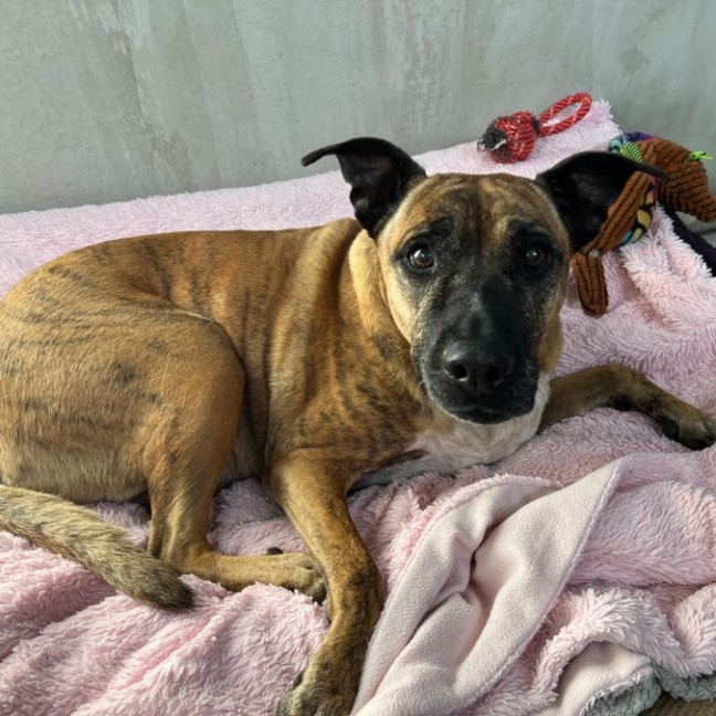 Photo of Tiger & Buster