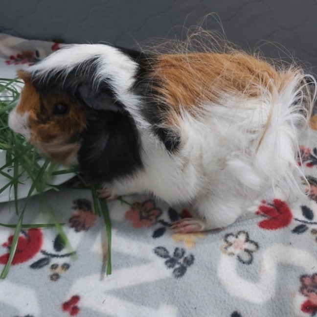 Photo of 🐹Inigo Montoya & Westley🐹 (Located In Mitcham)