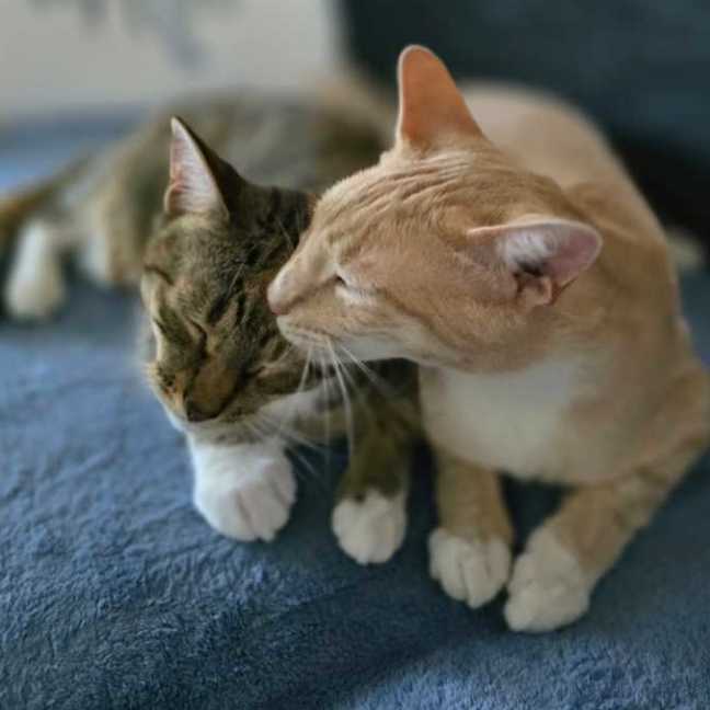Photo of Ginger & Lily