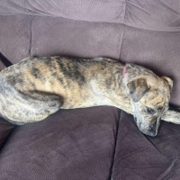 Photo of Zara