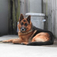 Photo of Max   4 Year Old