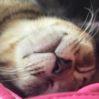 Photo of Lemon Squeezy