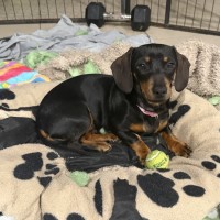 Photo of Sequin