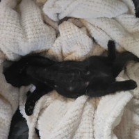 Photo of Emine Aka "Babybat"