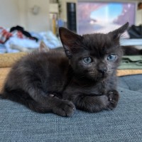 Photo of Mousey
