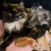 Photo of Hazel & Willow