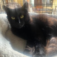Photo of Banjo