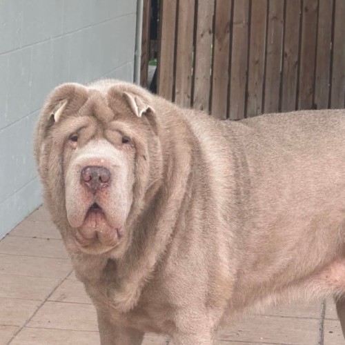 Willow - Shar Pei Dog