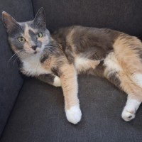 Photo of Holly ** The Most Affectionate **