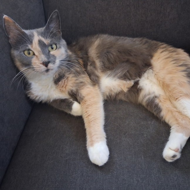 Photo of Holly ** The Most Affectionate **