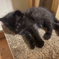 Photo of Nova