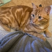 Photo of Loki ** 2nd Chance Cat Rescue**