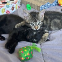 Photo of Nightfury And Horizon 