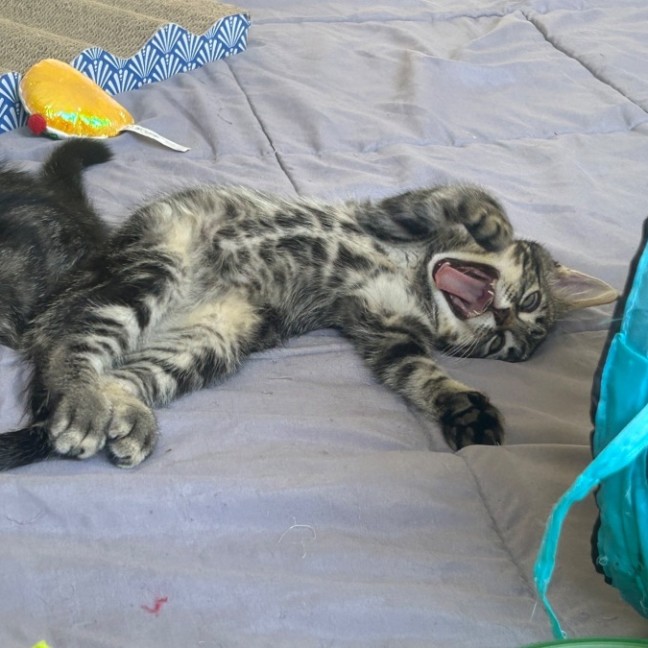 Photo of Horizon Aka "Have A Chat"