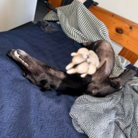 Photo of Muffin, The Small Greyhound
