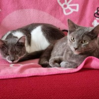 Photo of Squeak (+ Chirp)
