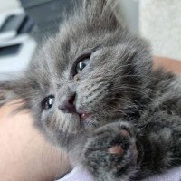 Photo of Sage