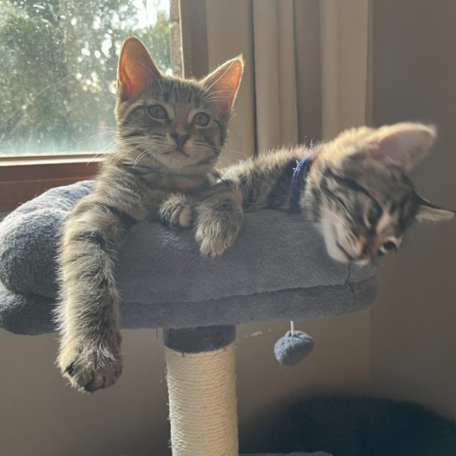 Photo of Daisy ** 2nd Chance Cat Rescue **