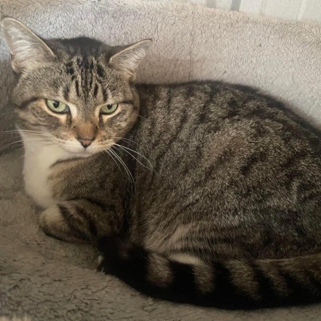 Photo of Cosmo
