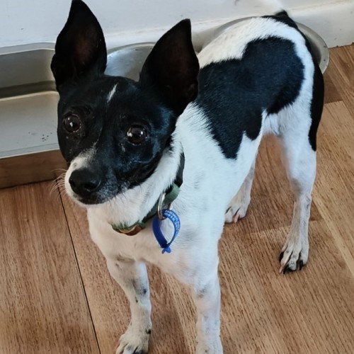 Pippa ~ 9 year old mini foxy - Fox Terrier (Miniature) Dog