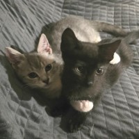 Photo of Emine Aka "Babybat"