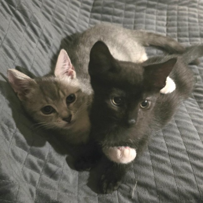 Photo of Emine Aka "Babybat"