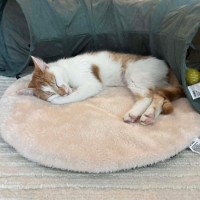 Photo of Apricot 🧡