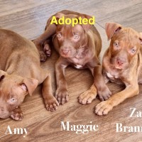 Photo of Futurama Pups